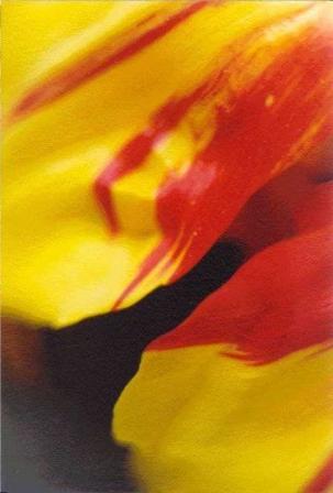 a_Tulp_fur_Freunde_2002_3.10_web_foto_40x60_.jpg