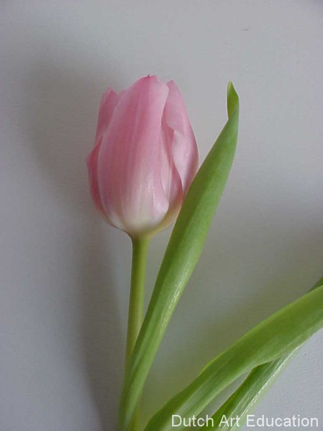 tulp-tekenen_2_PRcLVQ (1).jpg